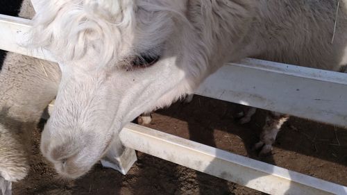 Close-up of cow