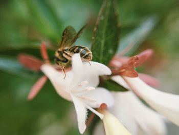 Close-up of bee on flower