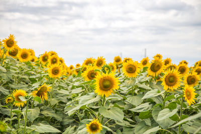 Close-up of sunflower