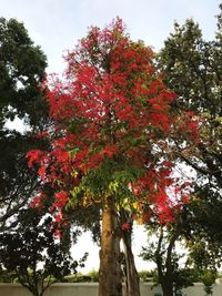 Low angle view of red tree against sky