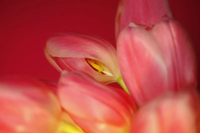 Close-up of pink tulip