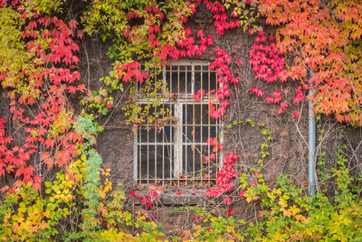 Red flowering plants in garden