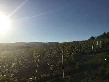 View of vineyard against clear sky