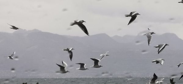 Low angle view of seagulls flying over sea