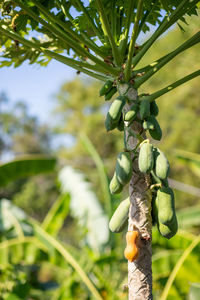 Low angle view of berries on tree