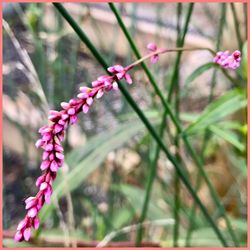 Close-up of pink flowers blooming outdoors