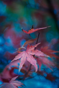 Close-up of dry maple leaves on tree