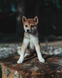 Portrait of dog