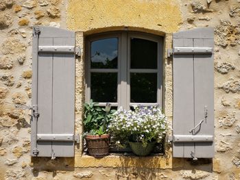 Potted plants on window of building