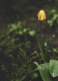 Close-up of water drops on flowering plant