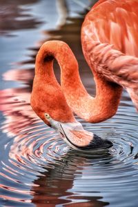 The american flamingo 
