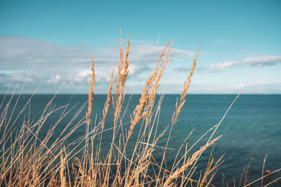 Close-up of stalks in sea against sky