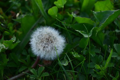 Close-up high angle view of dandelion