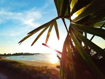 Close-up of palm tree on beach against sky