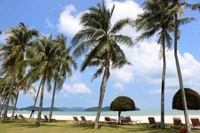 Palm trees on beach against sky