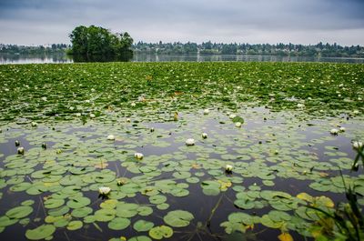 Lotus water lily in pond against sky