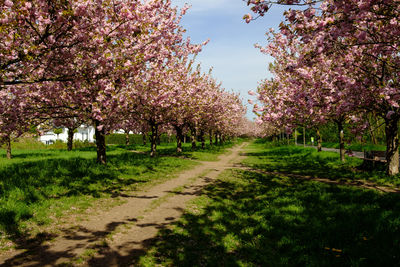 View of cherry blossom amidst trees against sky