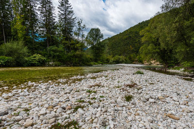 Surface level of stream flowing in forest