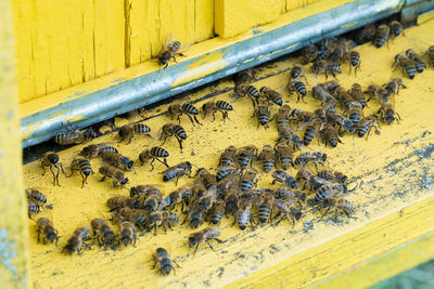 Close-up of bee on yellow wall