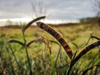 Close-up of plant on field against sky