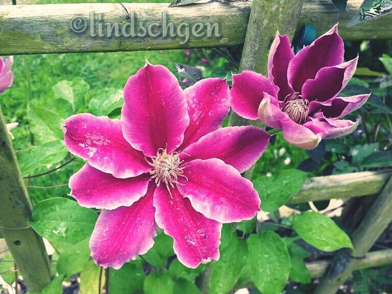 flower, petal, freshness, fragility, flower head, pink color, growth, beauty in nature, plant, close-up, nature, blooming, leaf, day, high angle view, outdoors, focus on foreground, no people, in bloom, wet