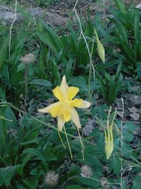 Close-up of yellow flower