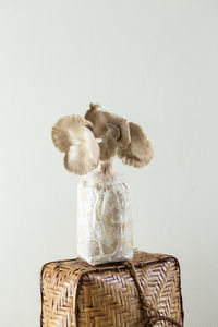 Rear view of woman holding trophy against white background