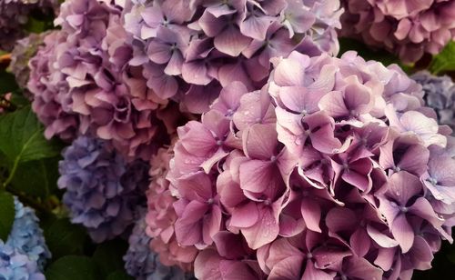 Close-up of pink flowers