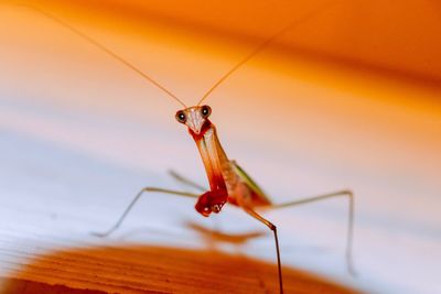 Close-up of insect on table