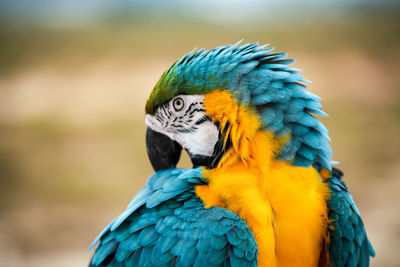 Close-up of blue parrot