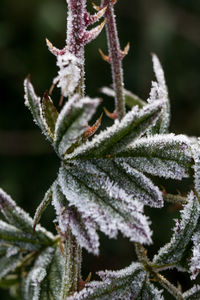 Close-up of frozen plant during winter