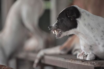 Close-up of dog