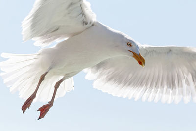 Close-up of bird flying against sky