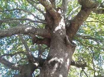 Low angle view of trees