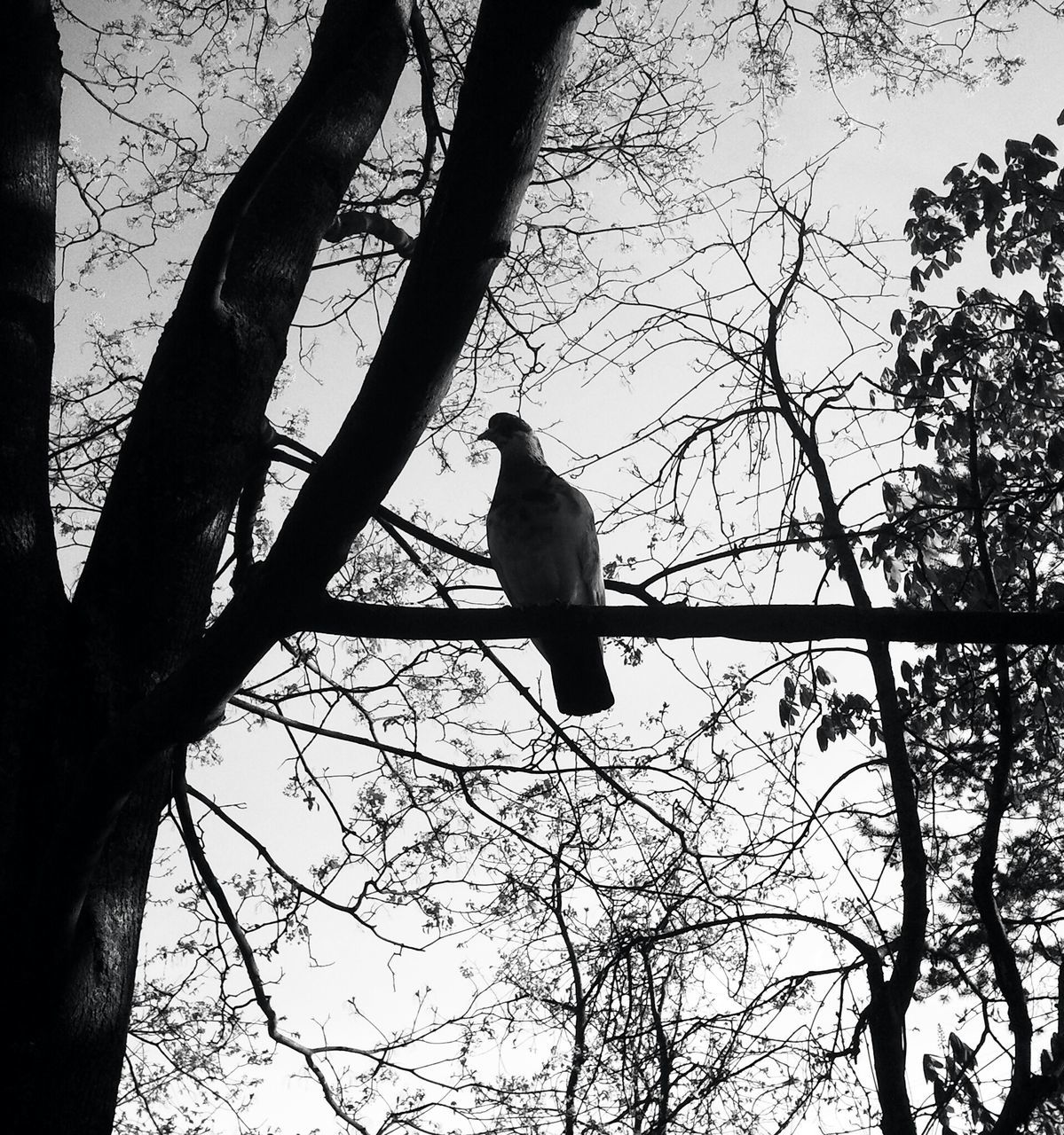 animal themes, bird, animals in the wild, branch, one animal, perching, wildlife, tree, low angle view, bare tree, nature, full length, perched, outdoors, clear sky, silhouette, no people, sky, tree trunk, day