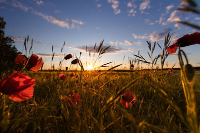 Close-up of poppy field against sky