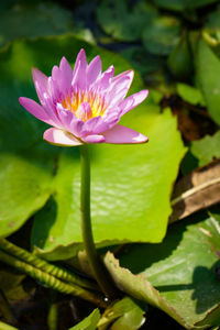 Close-up of lotus water lily in pond