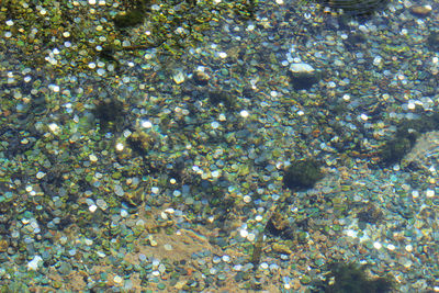 High angle view of flowers in sea