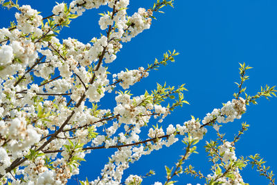 Low angle view of cherry blossoms against blue sky