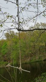 Trees on field