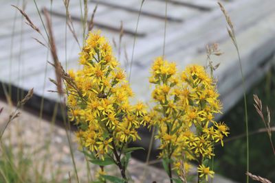 Close-up of yellow flowers against blurred background