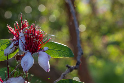 Flower of feijoa sellowiana, it is a species of flowering plant in the myrtle family, myrtaceae