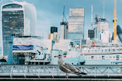 Seagulls perching on modern buildings in city