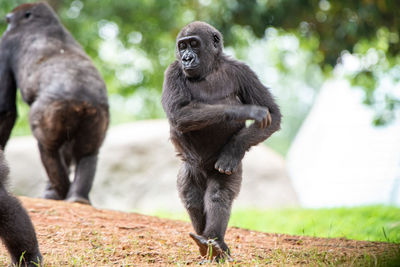 Monkeys sitting on land