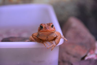 Hello frog
