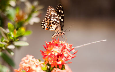 Close-up of butterfly pollinating on flower