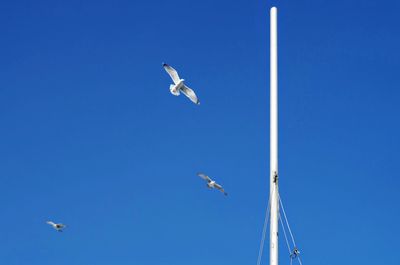 Low angle view of seagulls flying in sky