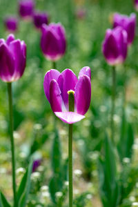 Close-up of purple crocus flowers on field