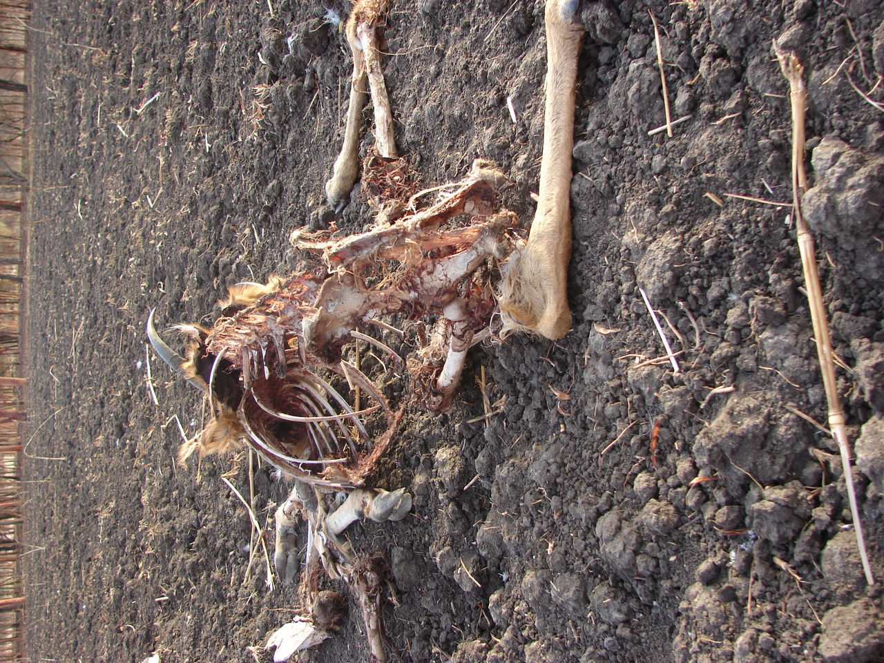 HIGH ANGLE VIEW OF A REPTILE ON THE GROUND