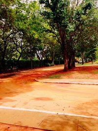 Footpath amidst trees